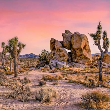 Joshua Tree National Park